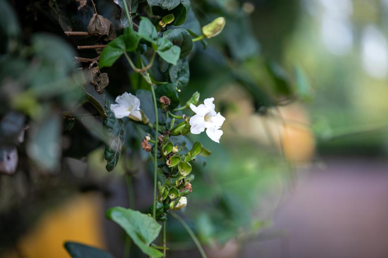 Gatimene Gardens Hotel Meru Exterior foto